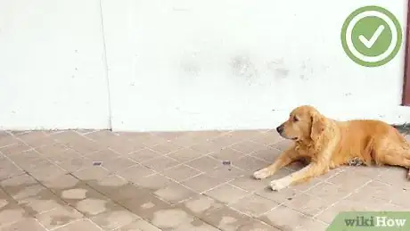 Image intitulée Train a Dog to Stay Step 16