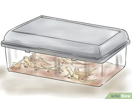 Image intitulée Breed Leopard Geckos Step 14