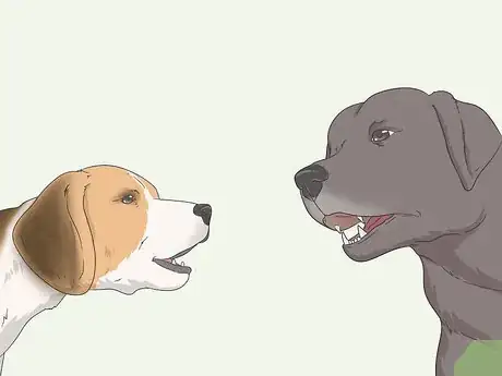 Image intitulée Get Your Small Dog to Stop Biting and Barking at You Step 7