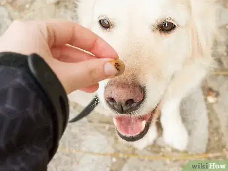 Image intitulée Teach Your Dog Tricks Step 3