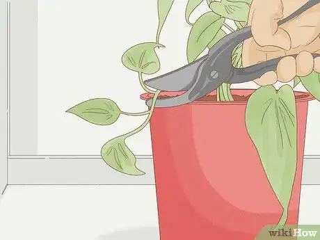 Image intitulée Grow Philodendron from Cuttings Step 3