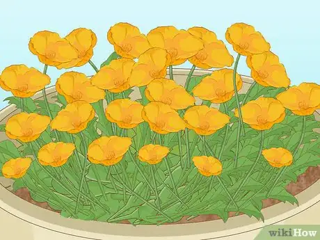 Image intitulée Plant Poppy Seeds Step 11