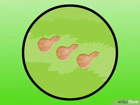 Image intitulée Dry Gourds Step 17