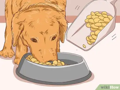 Image intitulée Help a Dog Pass an Obstruction Step 9