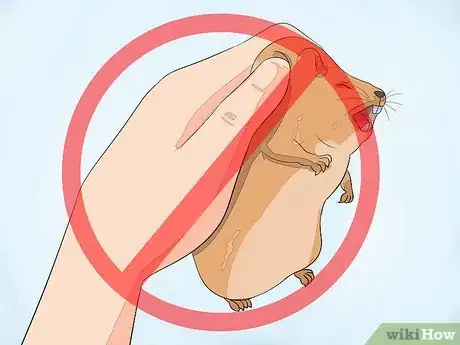 Image intitulée Hold a Hamster Step 13