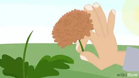 Image intitulée Plant Mums Step 18