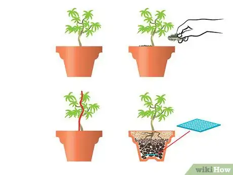 Image intitulée Start a Bonsai Tree Step 10