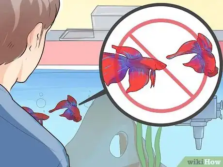 Image intitulée Make Your Fish Live Longer Step 11