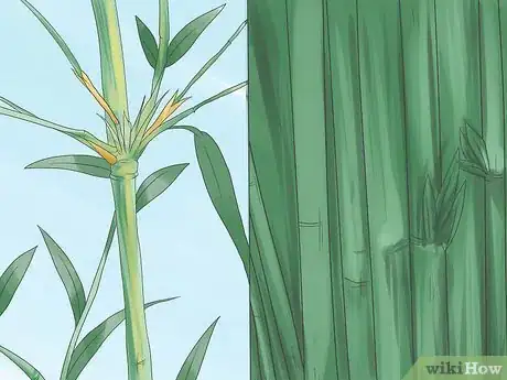 Image intitulée Grow Bamboo Step 2