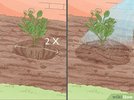 Image intitulée Grow Lantana Plants Step 9