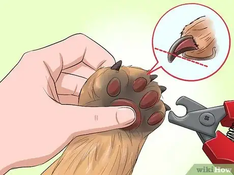 Image intitulée Bathe a Shih Tzu Puppy Step 15