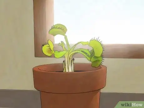 Image intitulée Choose a Venus Flytrap Step 7