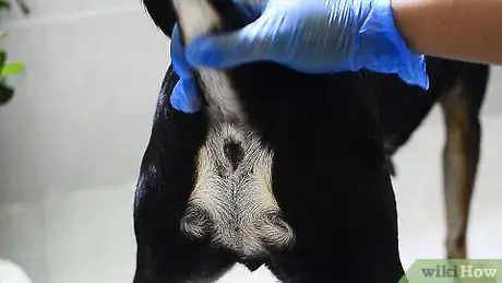Image intitulée Make Your Dog Smell Better Step 17