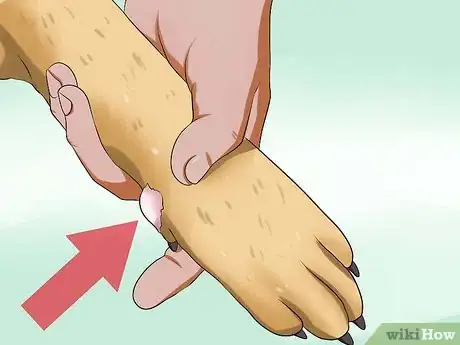 Image intitulée Diagnose Hookworms in Dogs Step 5