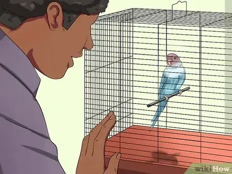Image intitulée Tame Your Budgies Step 4