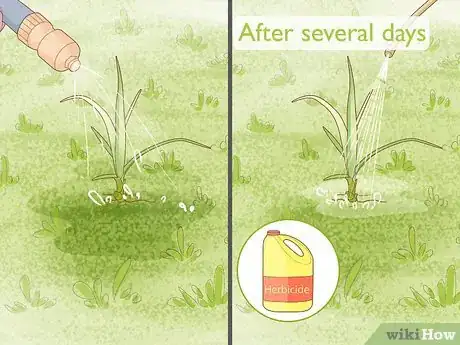 Image intitulée Get Rid of Nutgrass Step 18