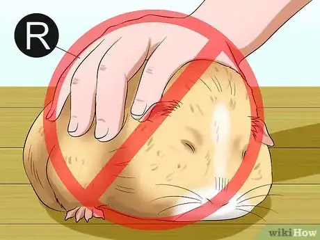 Image intitulée Pick Up a Guinea Pig Step 3