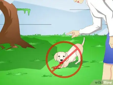 Image intitulée Make a Puppy Stop Digging Step 1