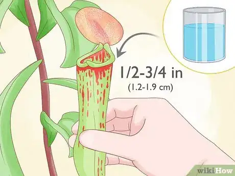 Image intitulée Grow Pitcher Plants Step 4