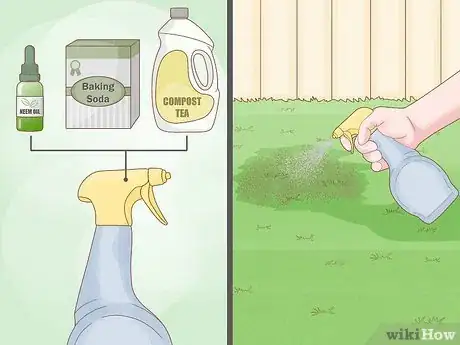 Image intitulée Treat Lawn Fungus Step 7