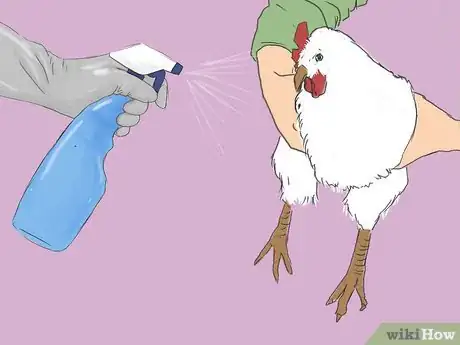 Image intitulée Get Rid of Chicken Mites Step 8