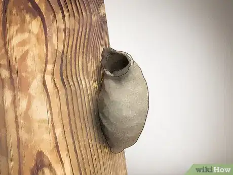 Image intitulée Identify Wasps Step 6