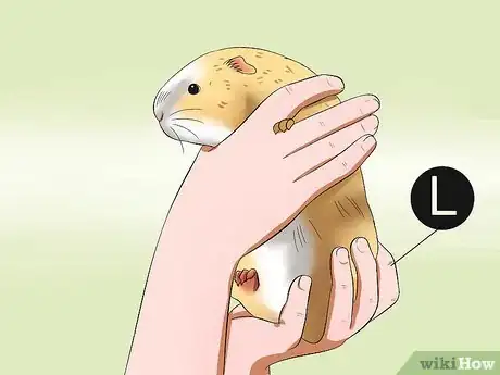 Image intitulée Pick Up a Guinea Pig Step 4