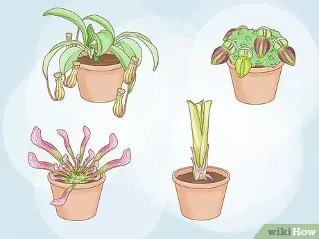 Image intitulée Grow Pitcher Plants Step 1