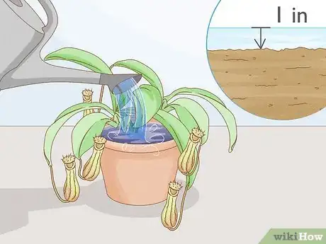 Image intitulée Grow Pitcher Plants Step 6