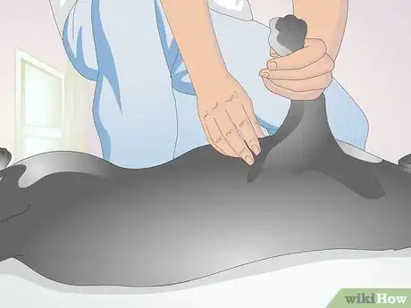 Image intitulée Perform CPR on a Dog Step 3
