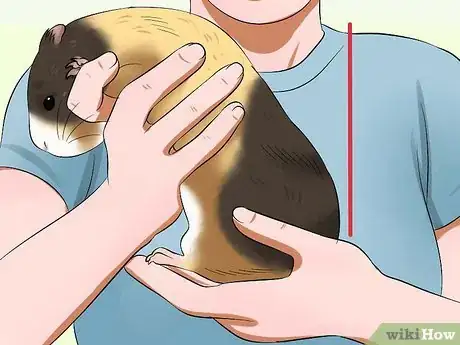 Image intitulée Pick Up a Guinea Pig Step 5