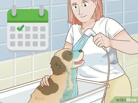 Image intitulée Grow Dog Hair Back Step 10