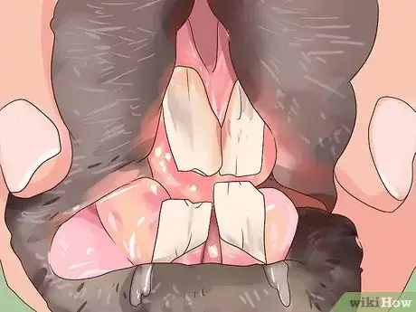 Image intitulée Deal with a Sick Rabbit Step 5