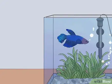 Image intitulée Help a Betta Fish Live Longer Step 19