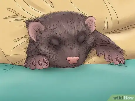 Image intitulée Care for a Ferret Step 18