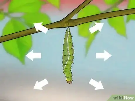 Image intitulée Catch Butterflies Step 15