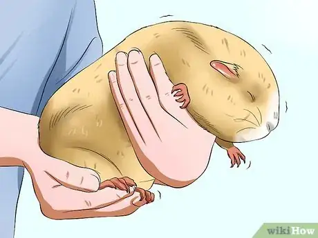 Image intitulée Pick Up a Guinea Pig Step 9