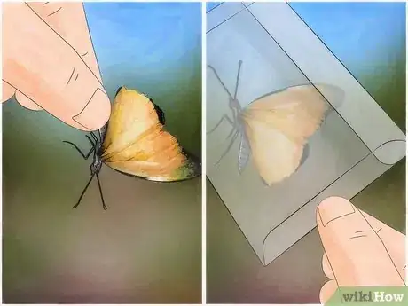 Image intitulée Catch Butterflies Step 10