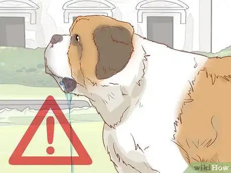 Image intitulée Care for a Saint Bernard Step 11