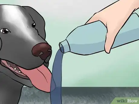 Image intitulée Keep a Dog Calm During Fireworks Step 10