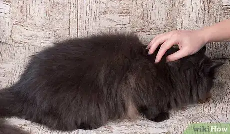 Image intitulée Give Your Cat a Massage Step 4