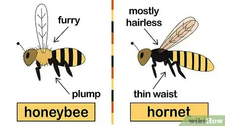 Image intitulée Get Rid of Bees Step 1
