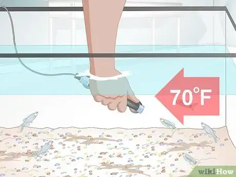 Image intitulée Care for a Zebra Danio Step 10