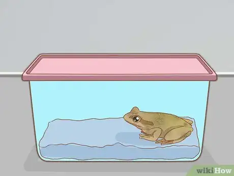 Image intitulée Care for Green Tree Frogs Step 6