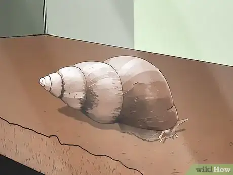 Image intitulée Care for Giant African Land Snails Step 6