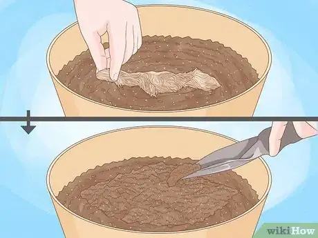 Image intitulée Grow a Rabbit Foot Fern Step 4