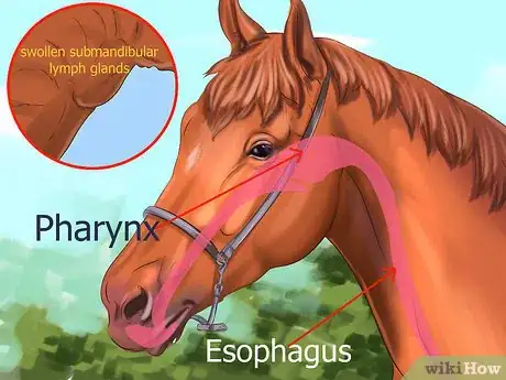 Image intitulée Tell If a Horse Needs Teeth Floated Step 3