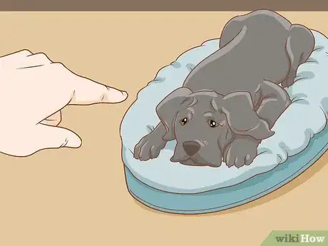 Image intitulée Stop a Puppy from Barking Step 2