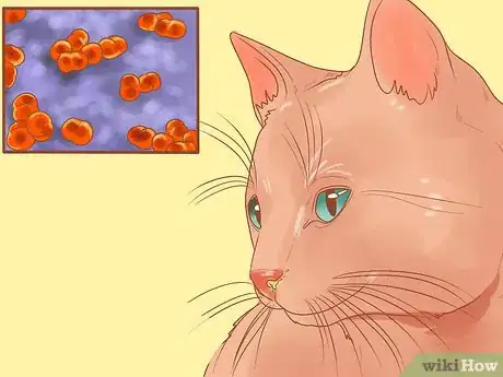 Image intitulée Treat a Cat with a Stuffy Nose Step 9