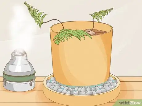 Image intitulée Grow a Rabbit Foot Fern Step 7